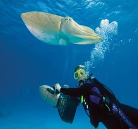 Scuba Diving In Calpe