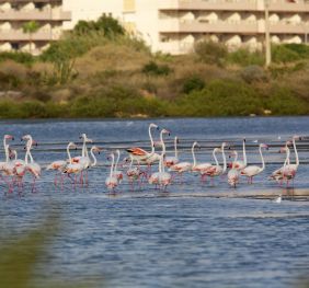 Die Salinas Von Calp, Ein Paradies Für Vogelfreunde