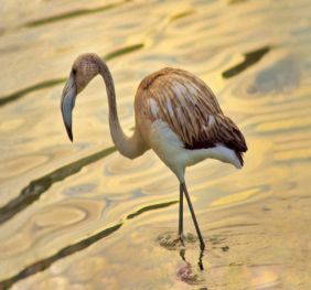 Ornithologische Routen