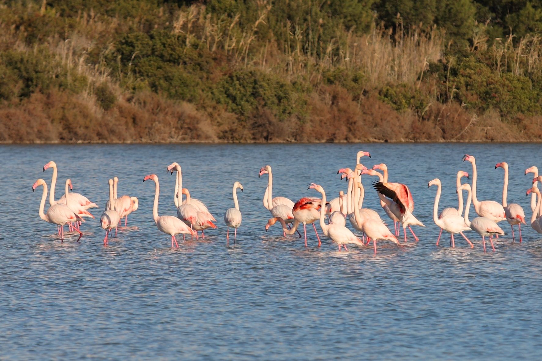 FLAMENCOS