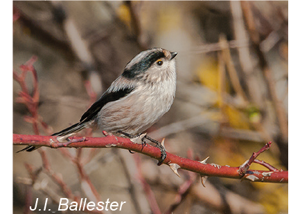 Vogel afbeelding 5