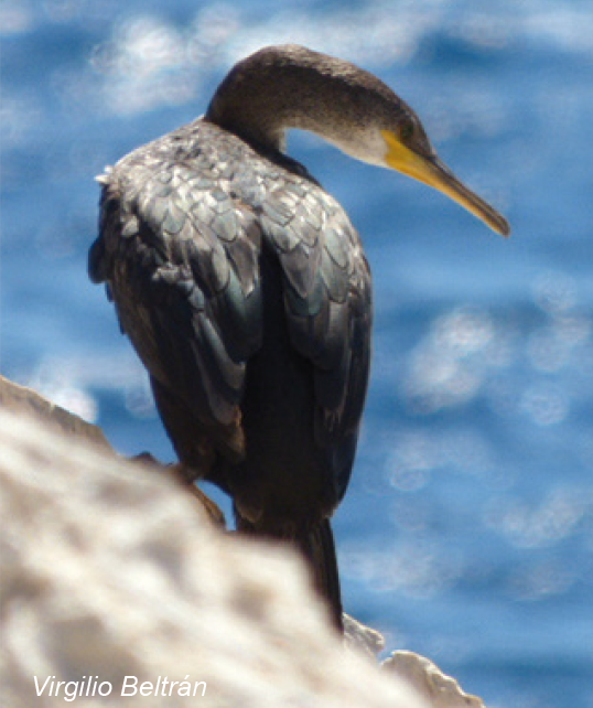 Vogel afbeelding 1