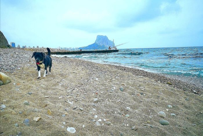 Baai Les Urques - Honden