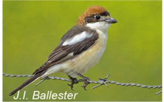 Vogelbild 1