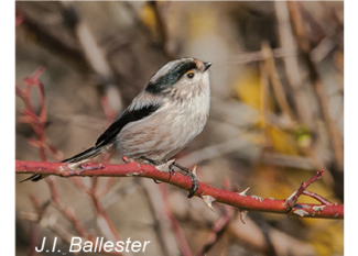 Vogelbild 5