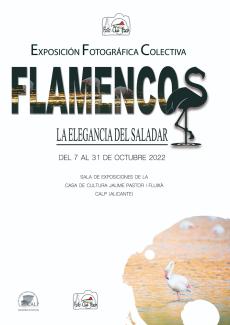 Flamencos, la elegancia del saladar