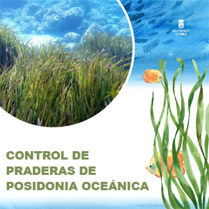 Control de praderas de Posidonia oceánica
